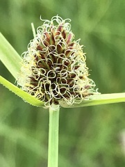 Cyperus teneristolon