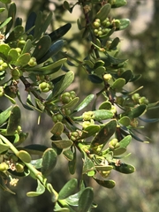 Ochetophila trinervis, photograph (c) Tomás Tamagno, some rights reserved (CC BY)