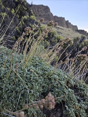 Acaena splendens, photograph (c) Tomás Tamagno, some rights reserved (CC BY)