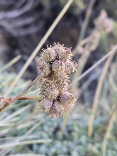 Acaena splendens, photograph 5