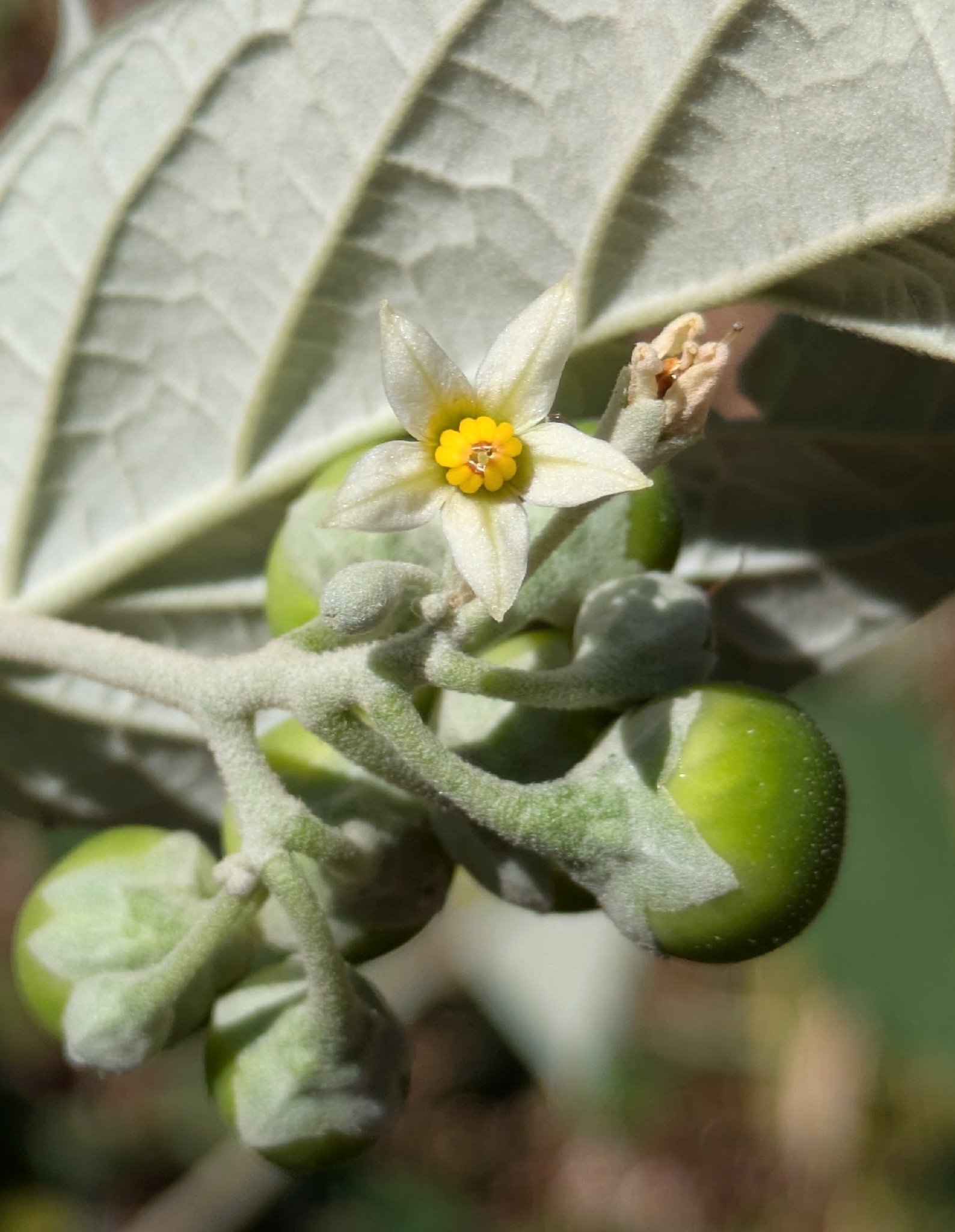 Imagem de Solanum schlechtendalianum