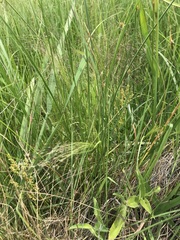 Agrostis eriantha