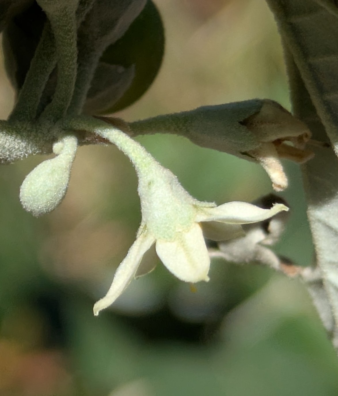 Imagem de Solanum schlechtendalianum