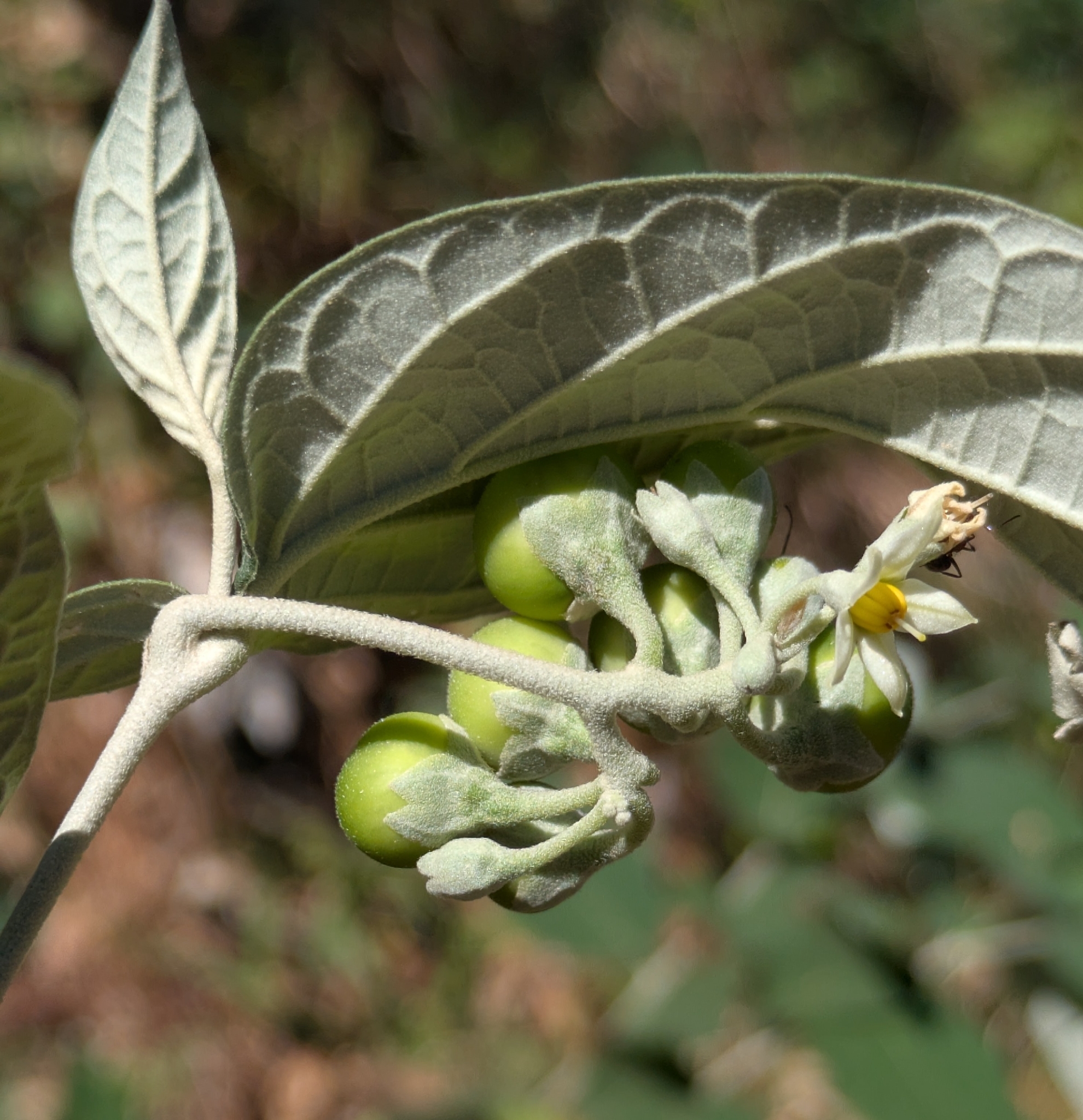 Imagem de Solanum schlechtendalianum