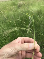 Agrostis eriantha