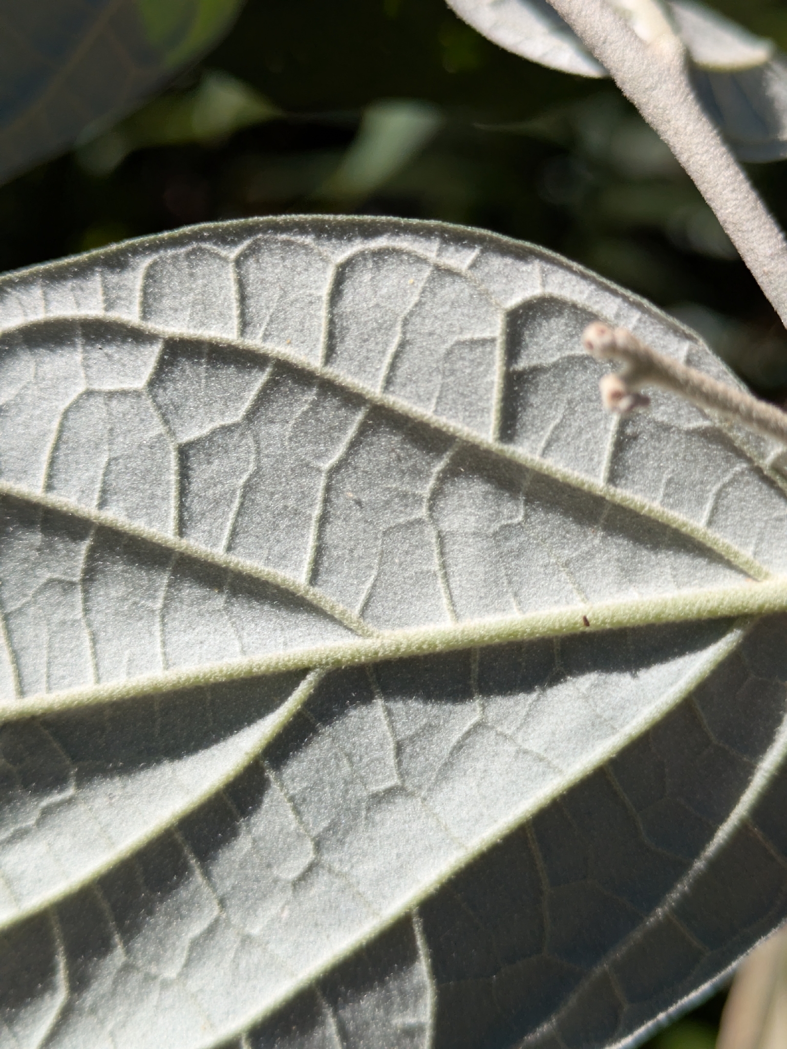 Imagem de Solanum schlechtendalianum