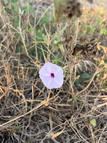 Arrow-leafed Morning Glory (Ipomoea sagittifolia)