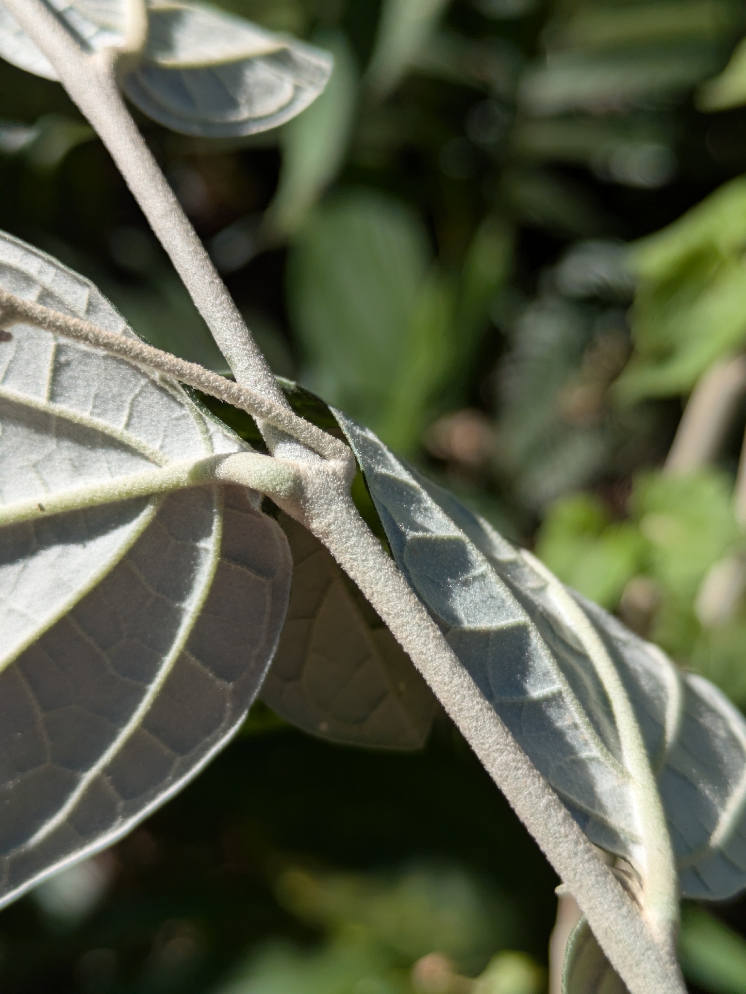 Imagem de Solanum schlechtendalianum