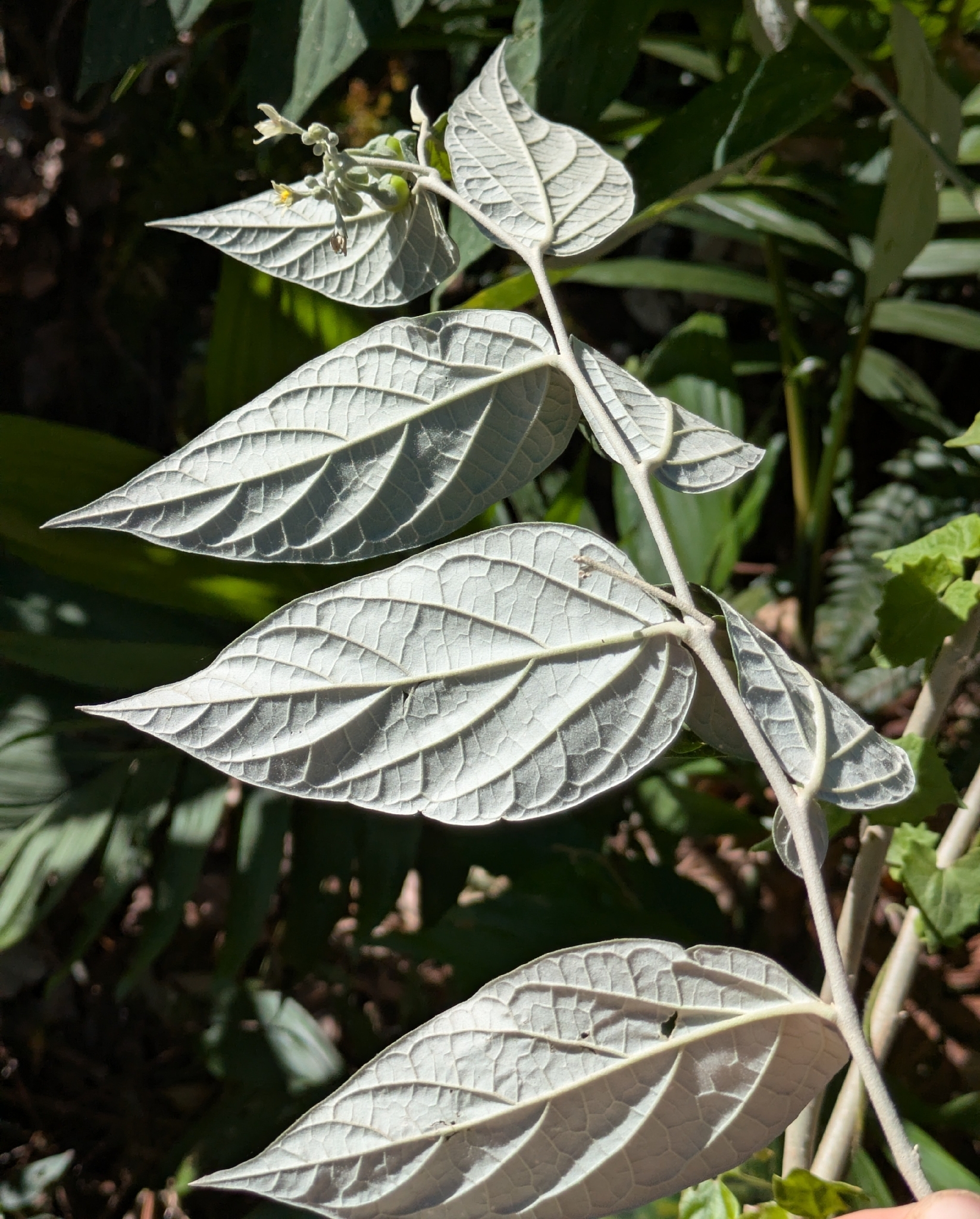 Imagem de Solanum schlechtendalianum