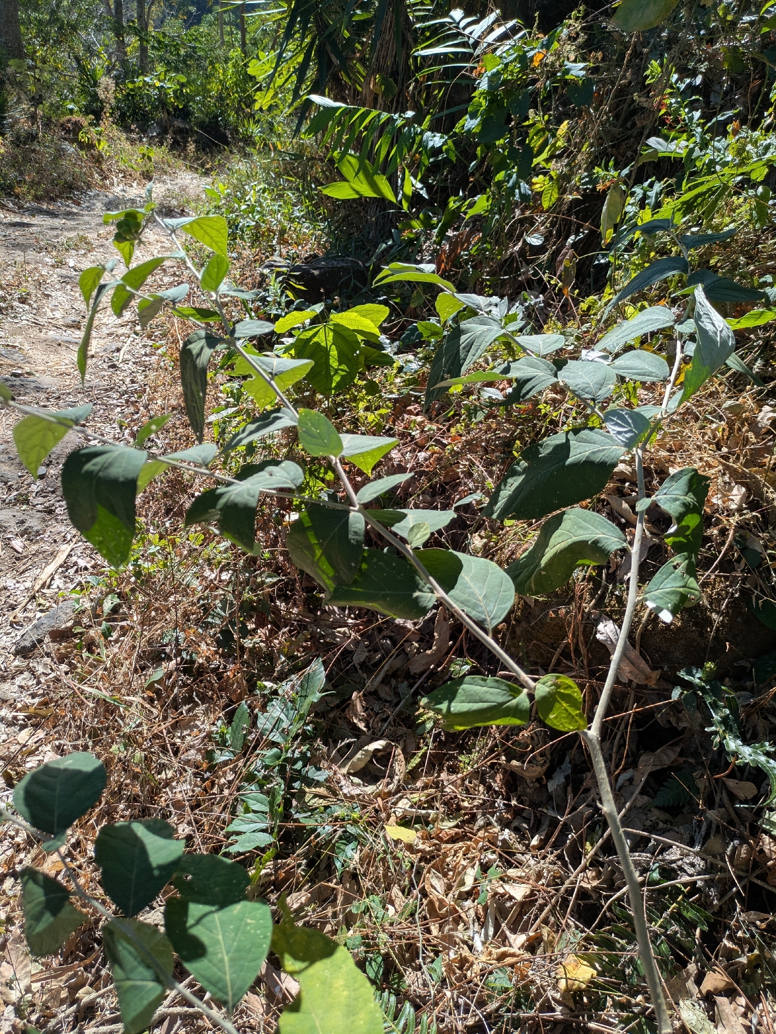 Imagem de Solanum schlechtendalianum