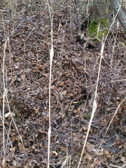 Chaerophyllum nodosum