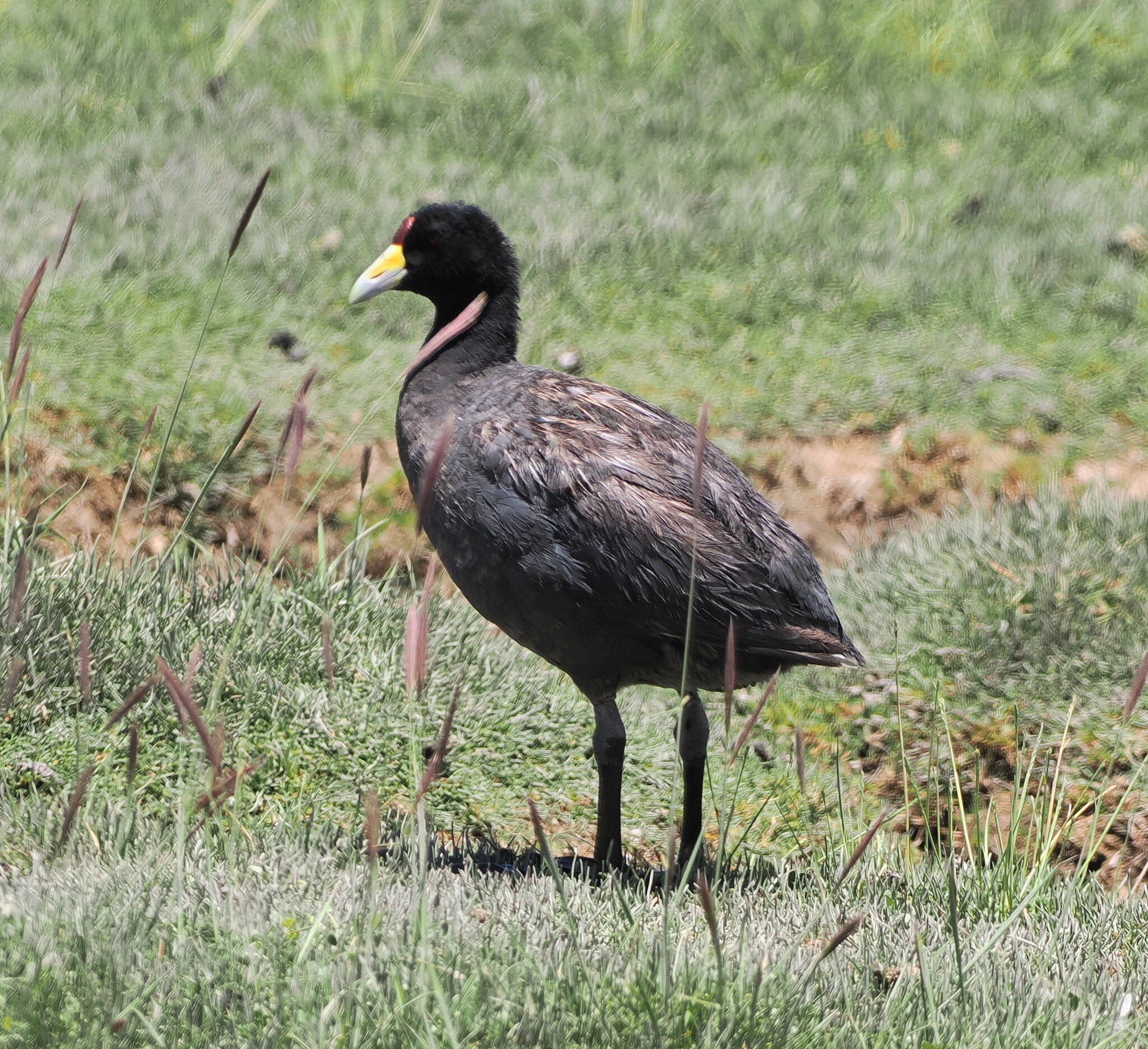 Andean Coot (Fulica ardesiaca), photo 10