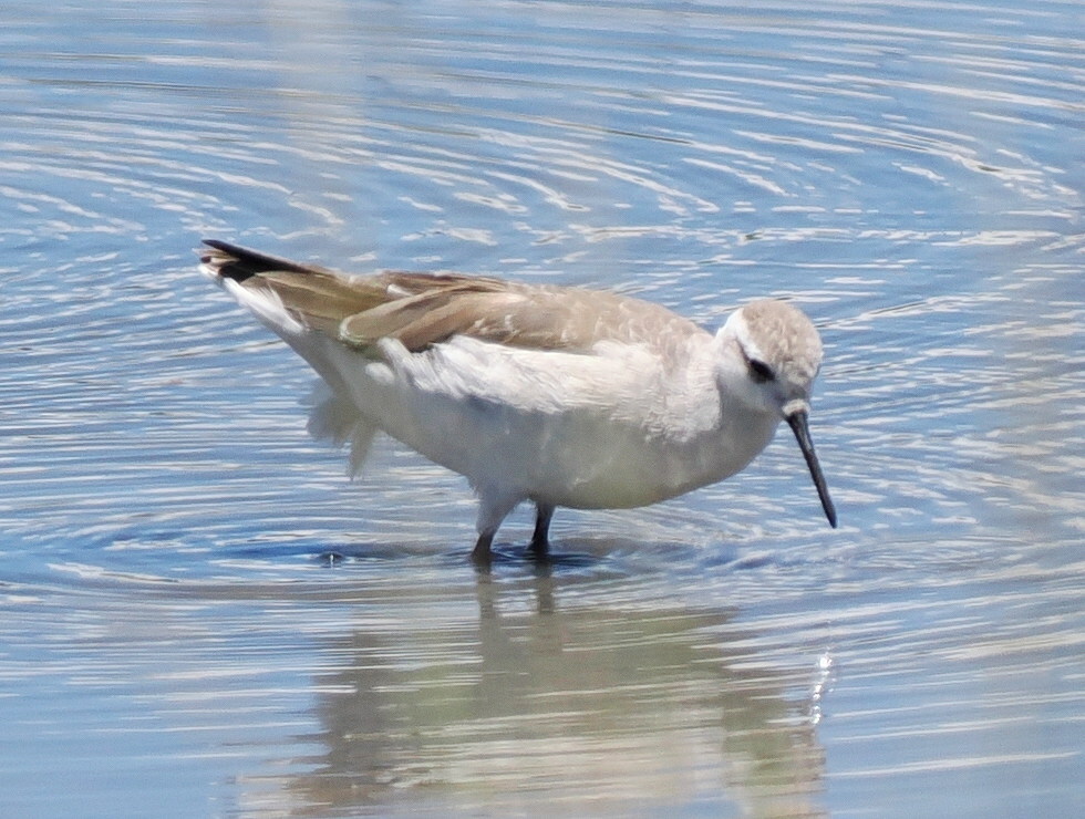 Wilson's Phalarope (Phalaropus tricolor), photo 3