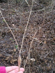 Chaerophyllum nodosum