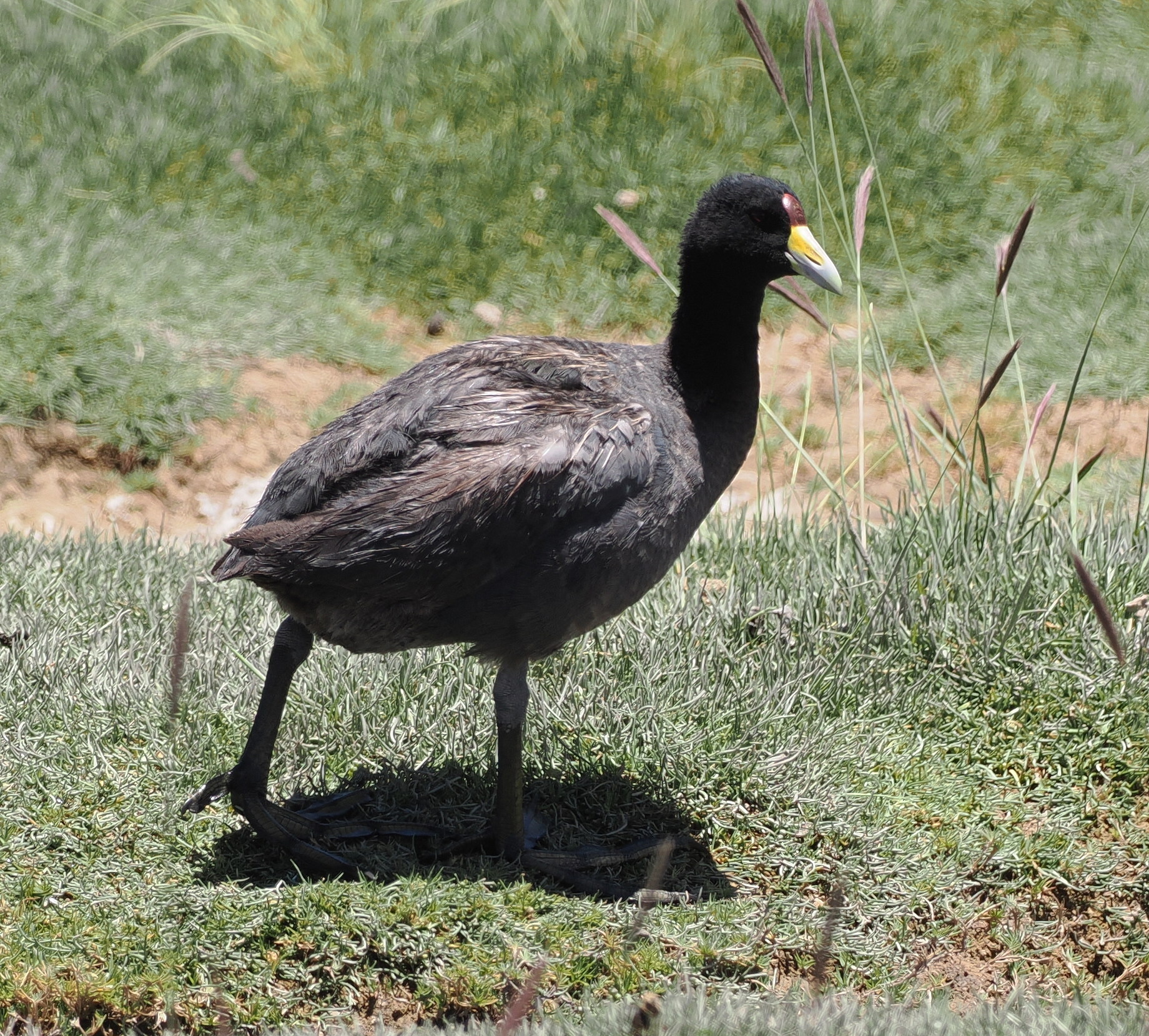 Andean Coot (Fulica ardesiaca), photo 5