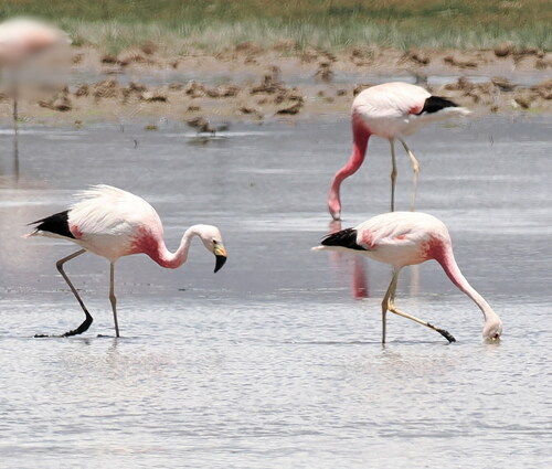 Andean Flamingo (Phoenicoparrus andinus), photo 4