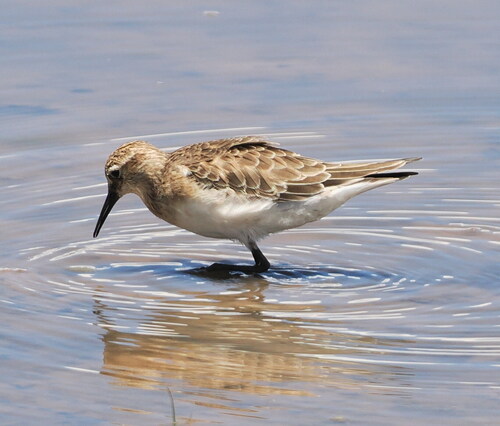 Baird's Sandpiper (Calidris bairdii), photo 4