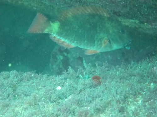 Sparisoma frondosum