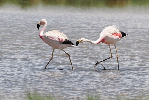 Andean Flamingo (Phoenicoparrus andinus), photo 5