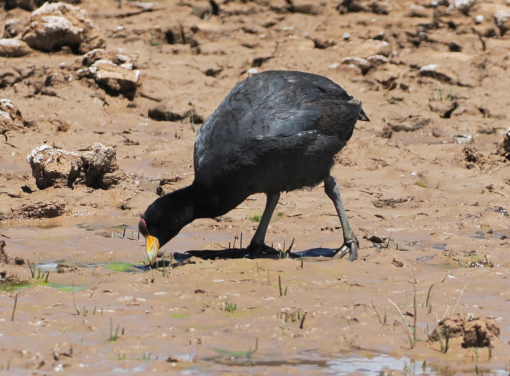 Andean Coot (Fulica ardesiaca), photo 8