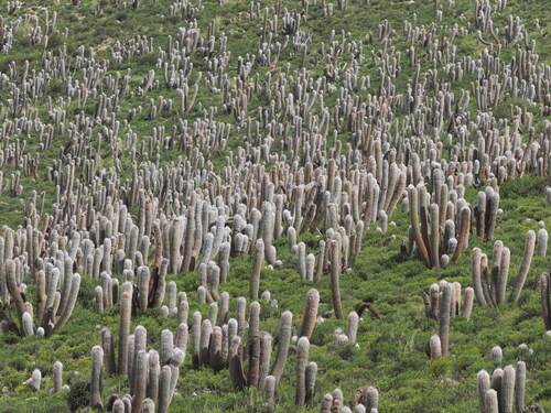 Old-man-of-the-Andes (Oreocereus celsianus)