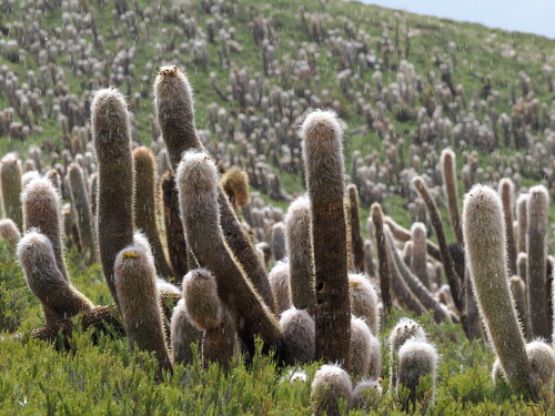 Oreocereus celsianus, photograph 1