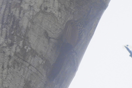 Black-striped Woodcreeper (Xiphorhynchus lachrymosus), photo 2