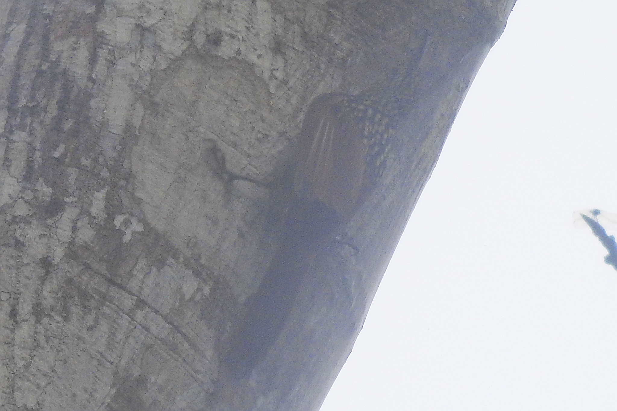 Black-striped Woodcreeper (Xiphorhynchus lachrymosus), photo 2