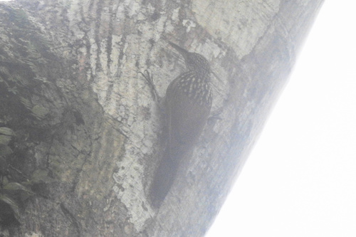 Black-striped Woodcreeper (Xiphorhynchus lachrymosus)