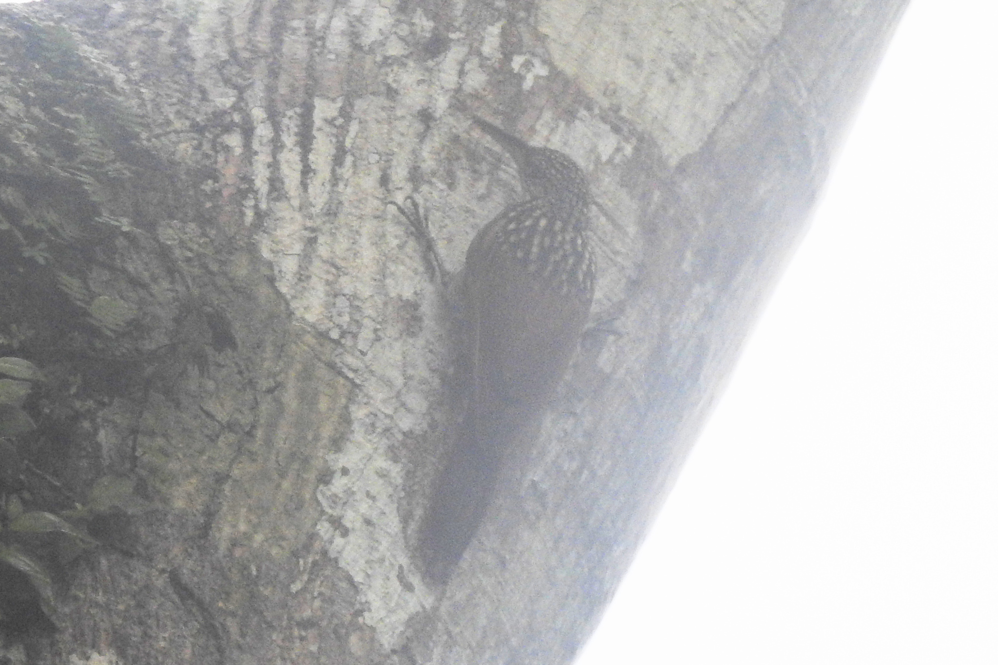 Black-striped Woodcreeper (Xiphorhynchus lachrymosus), photo 1