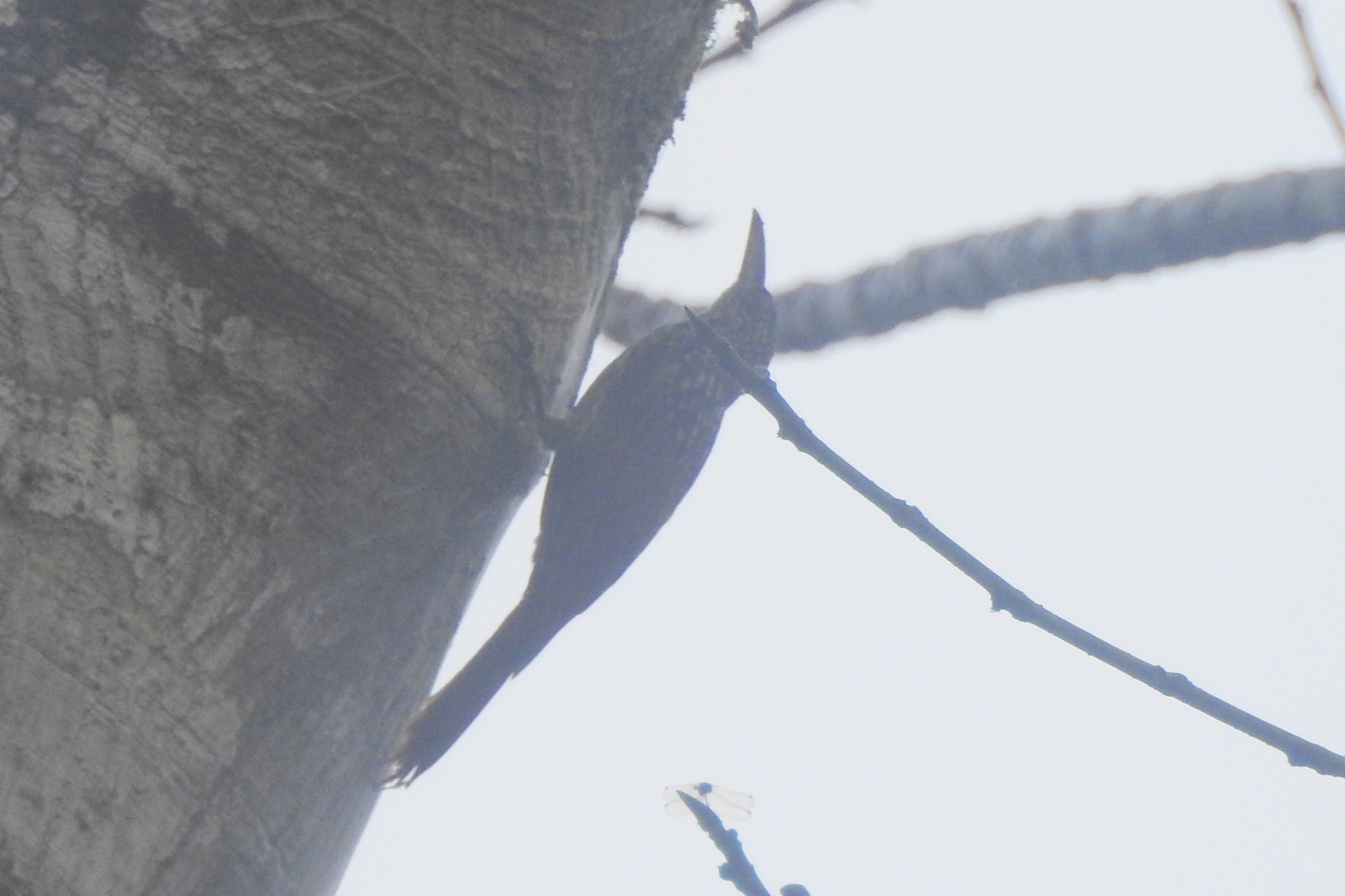 Black-striped Woodcreeper (Xiphorhynchus lachrymosus), photo 3