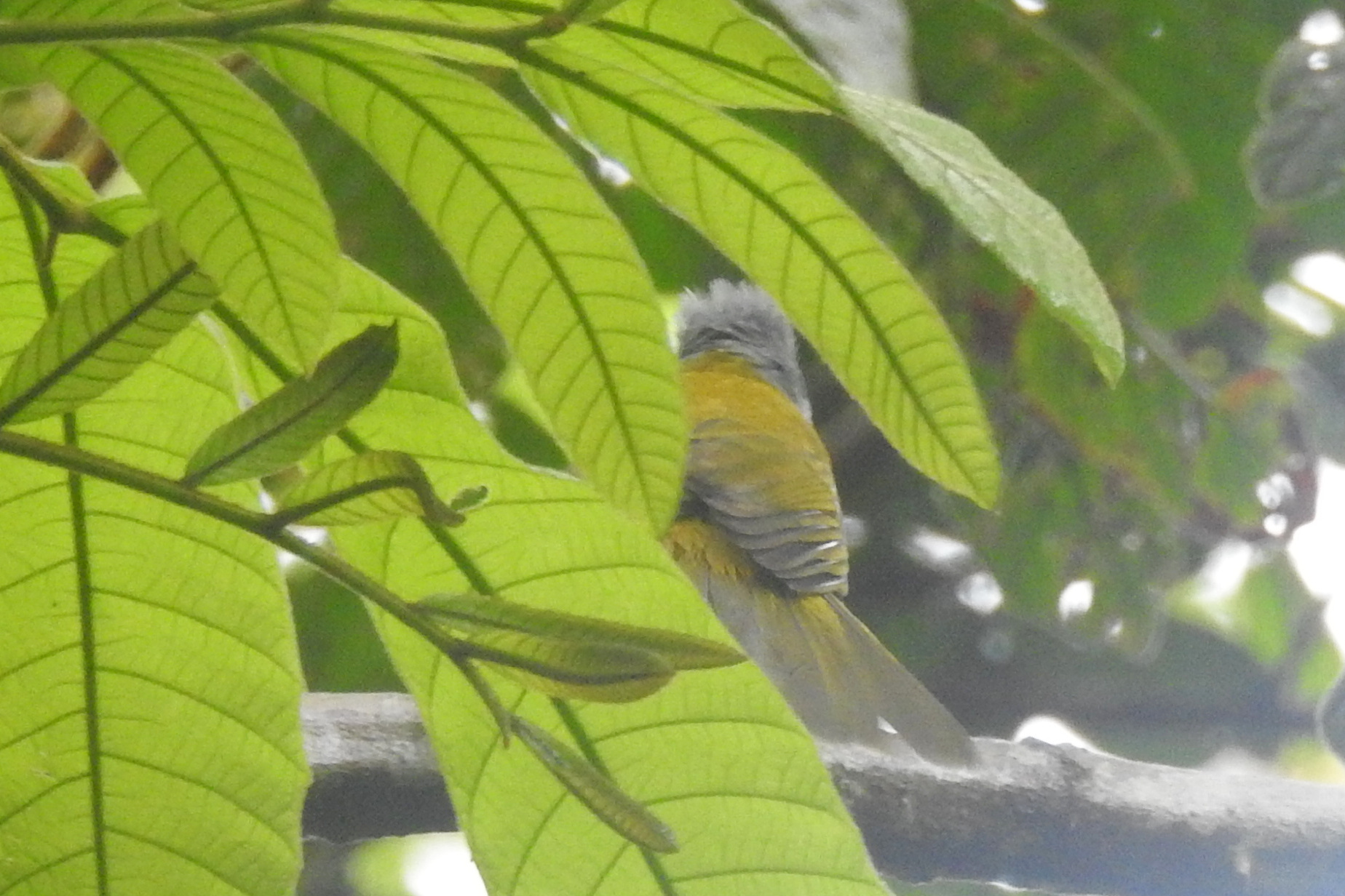 Grey-headed Tanager (Eucometis penicillata), photo 6