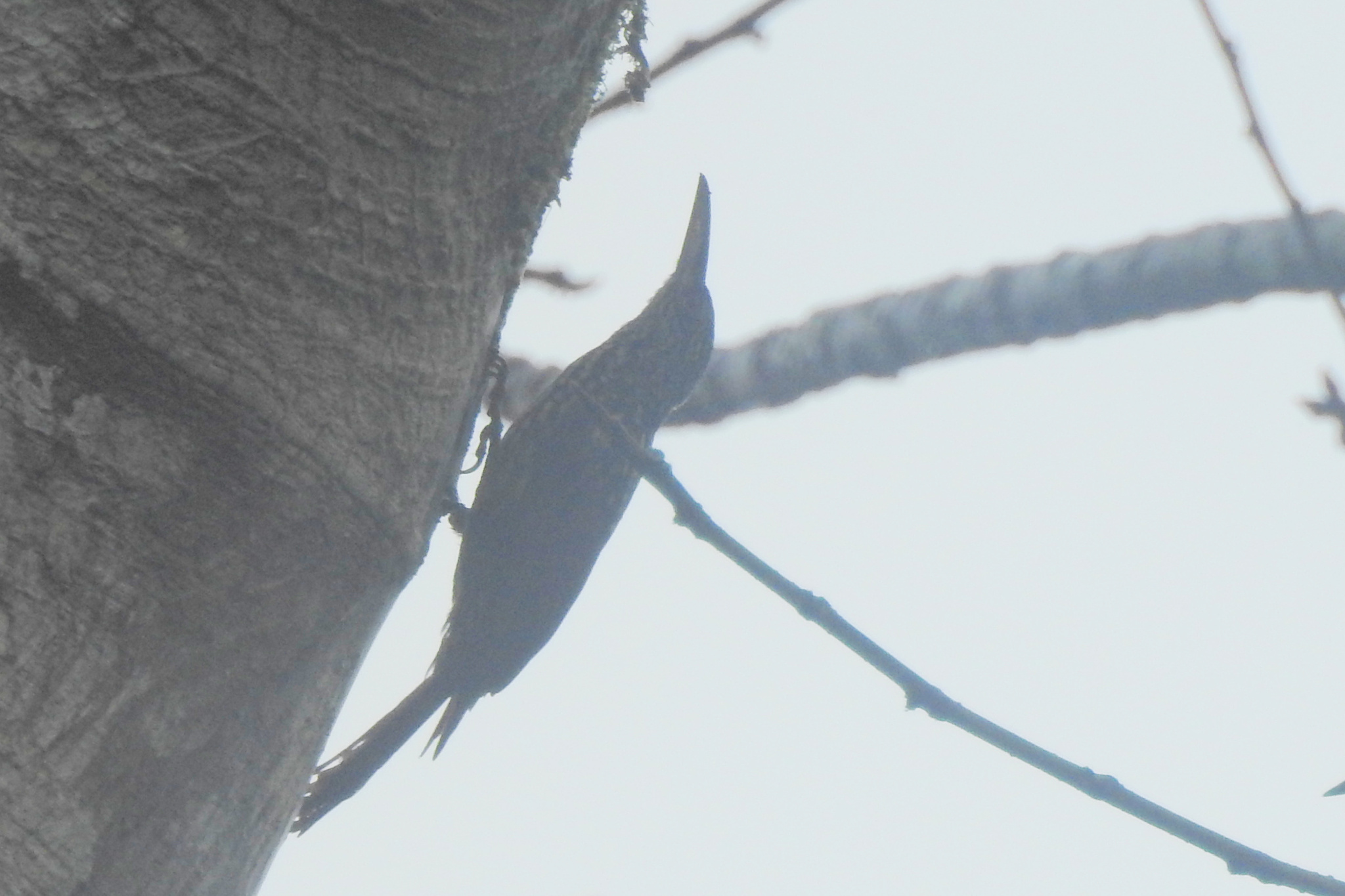 Black-striped Woodcreeper (Xiphorhynchus lachrymosus), photo 4
