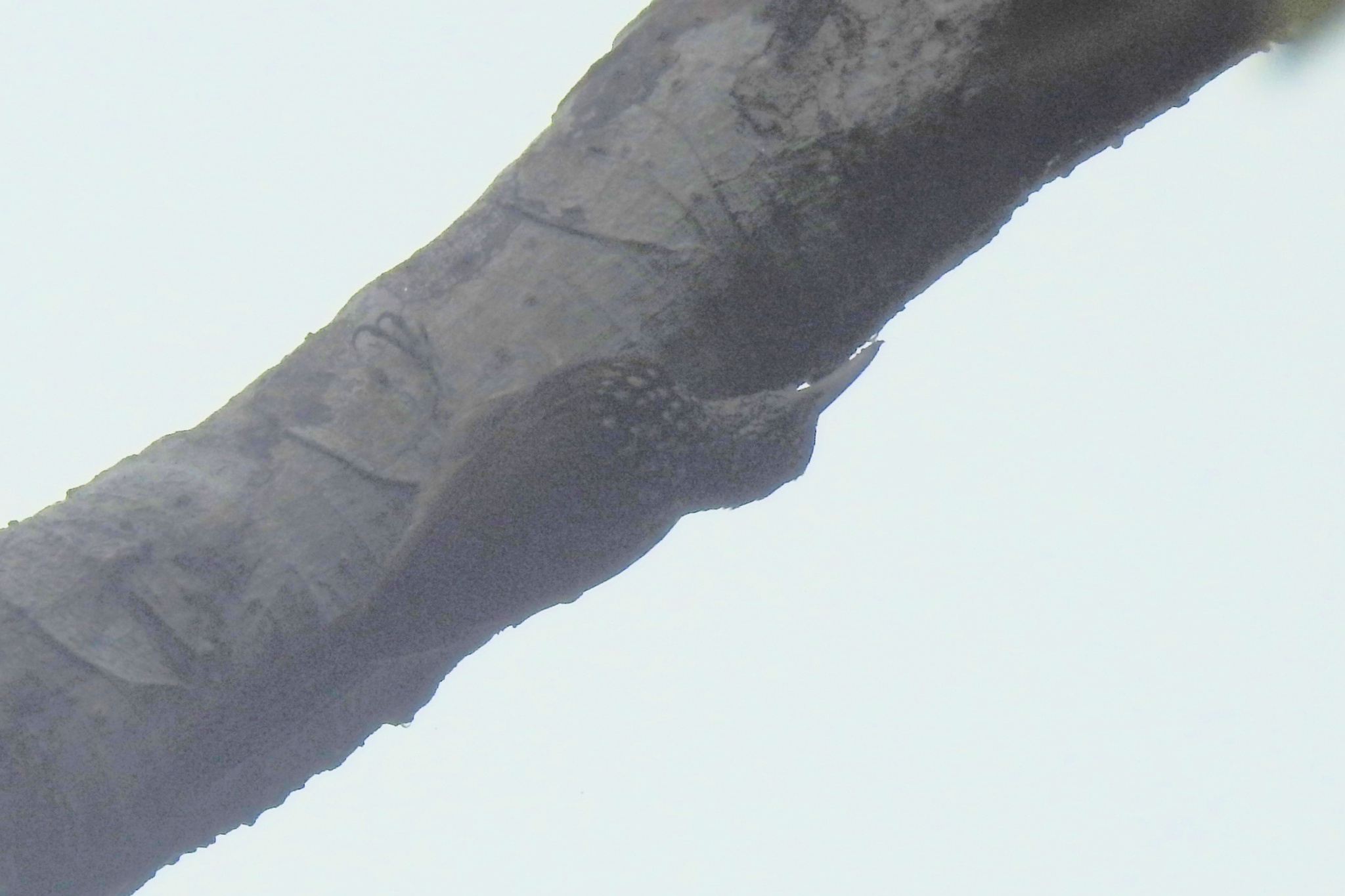 Black-striped Woodcreeper (Xiphorhynchus lachrymosus), photo 7