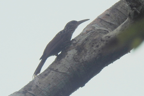 Black-striped Woodcreeper (Xiphorhynchus lachrymosus), photo 10