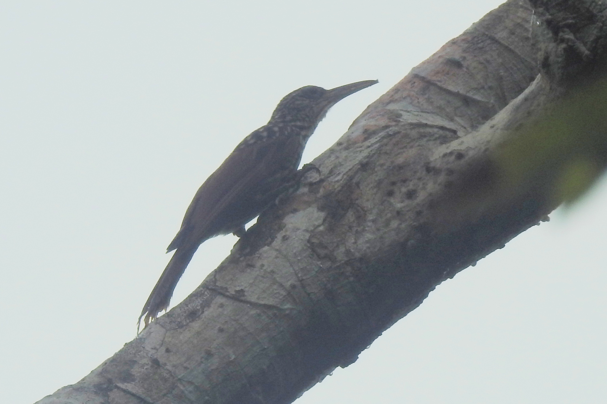 Black-striped Woodcreeper (Xiphorhynchus lachrymosus), photo 5