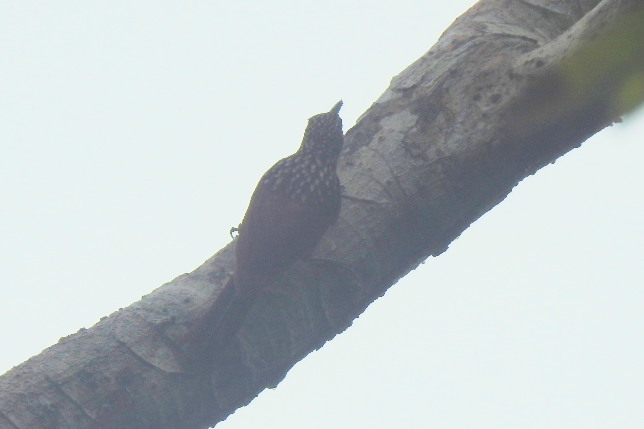 Black-striped Woodcreeper (Xiphorhynchus lachrymosus), photo 6
