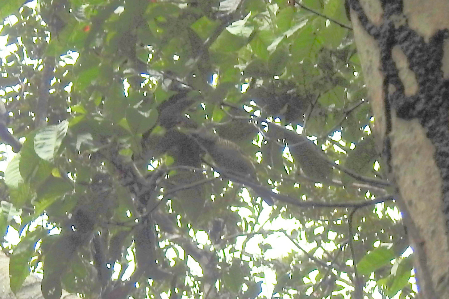 Fasciated Antshrike (Cymbilaimus lineatus), photo 6