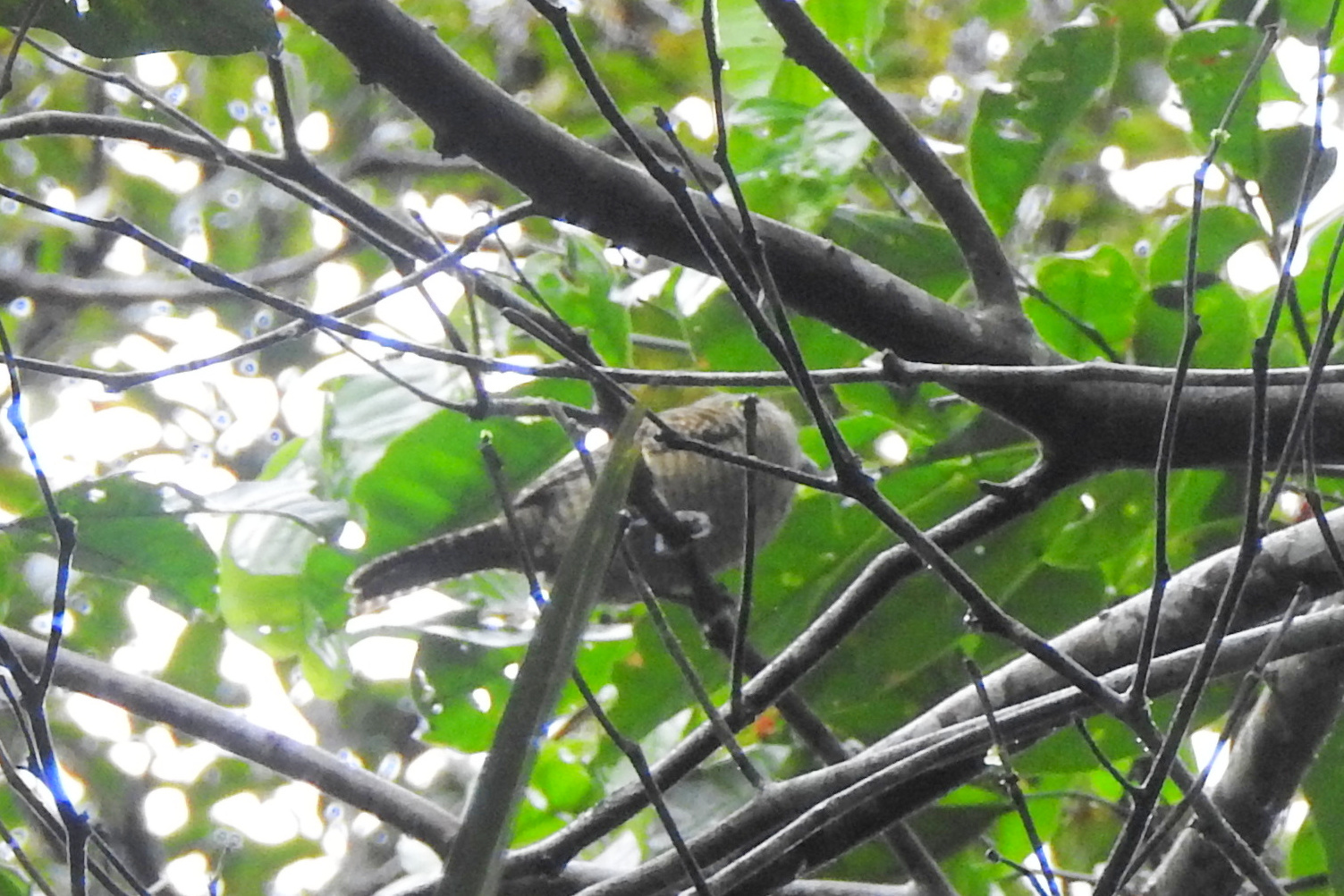 Fasciated Antshrike (Cymbilaimus lineatus), photo 4