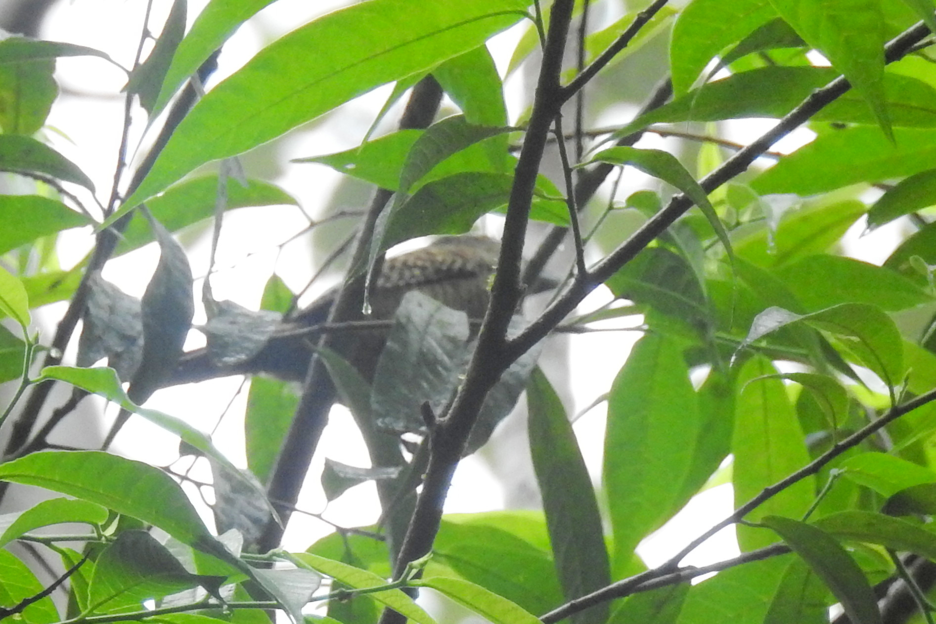 Fasciated Antshrike (Cymbilaimus lineatus), photo 5