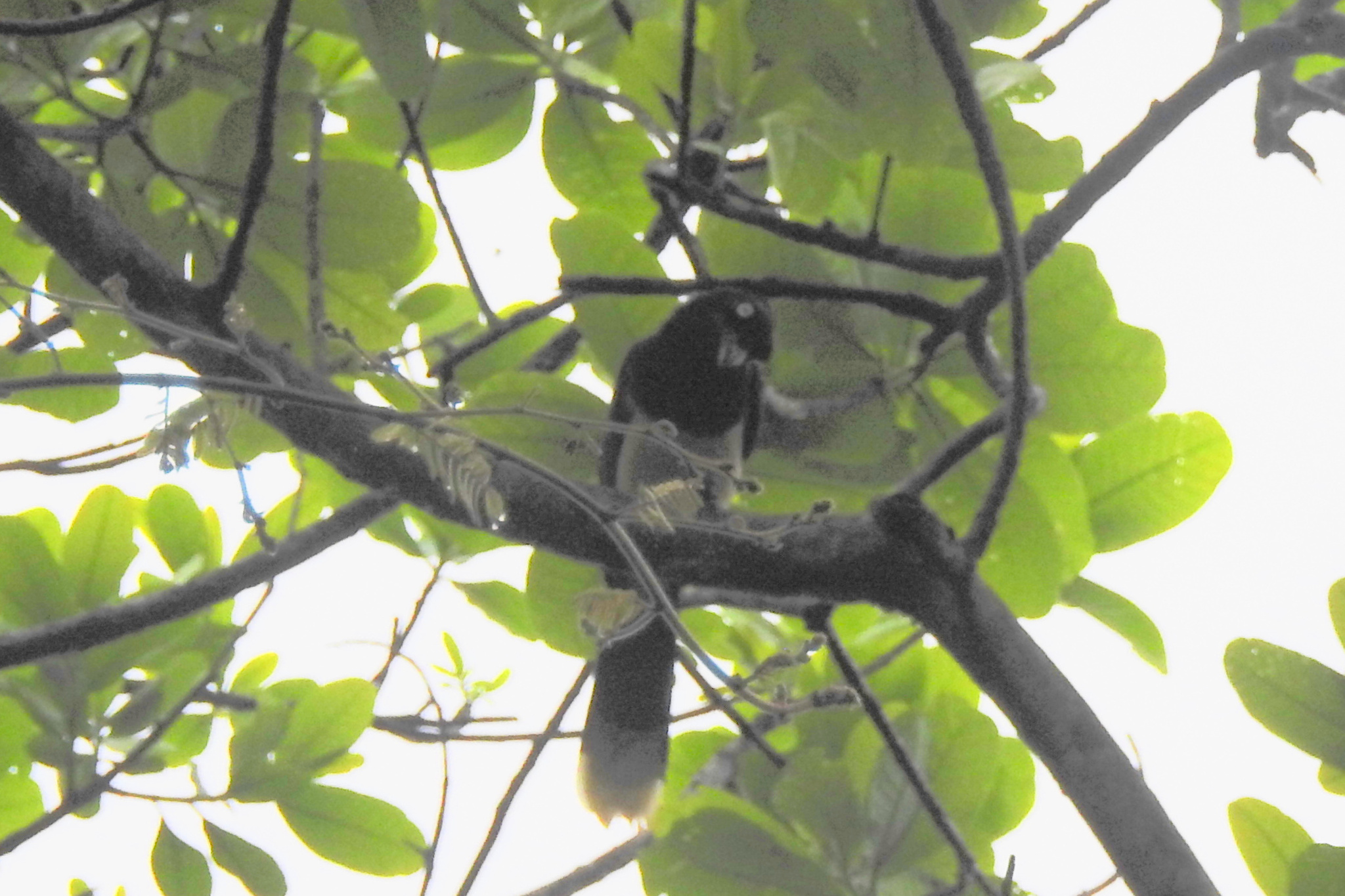Black-chested Jay (Cyanocorax affinis), photo 6