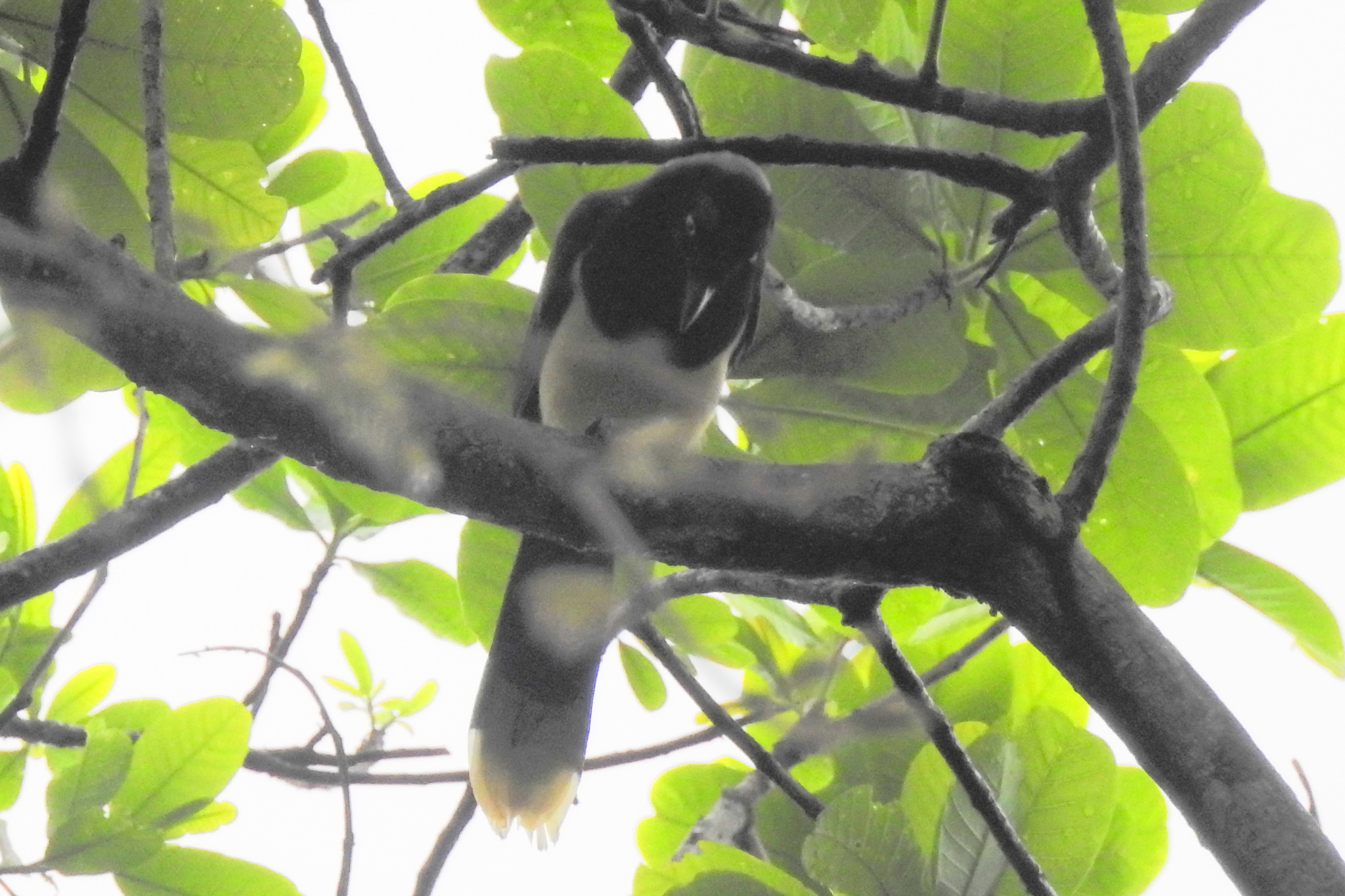 Black-chested Jay (Cyanocorax affinis), photo 4