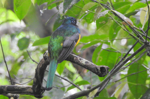 Amazonian Black-throated Trogon (Trogon rufus), photo 7