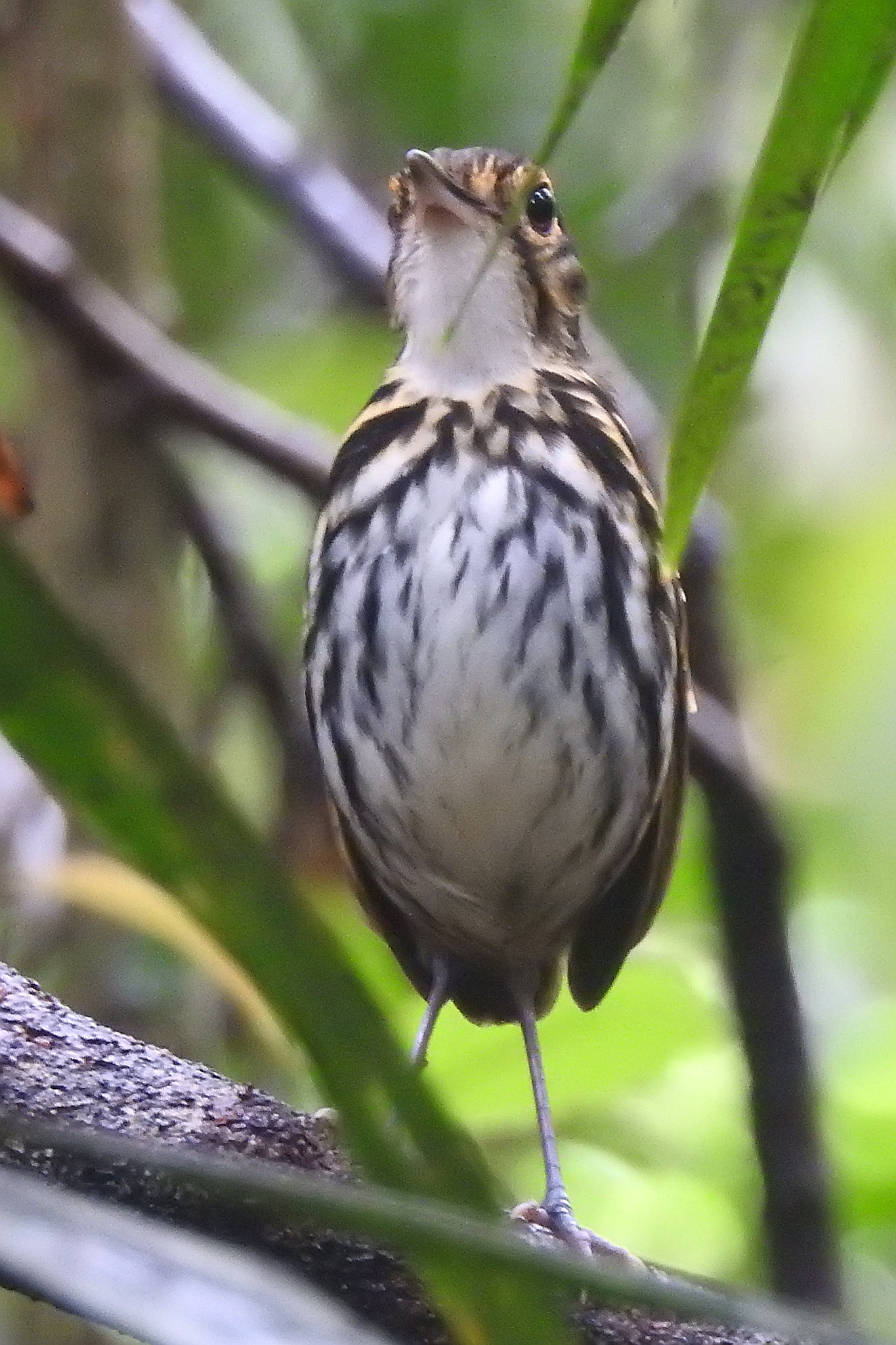 Streak-chested Antpitta (Hylopezus perspicillatus), photo 2