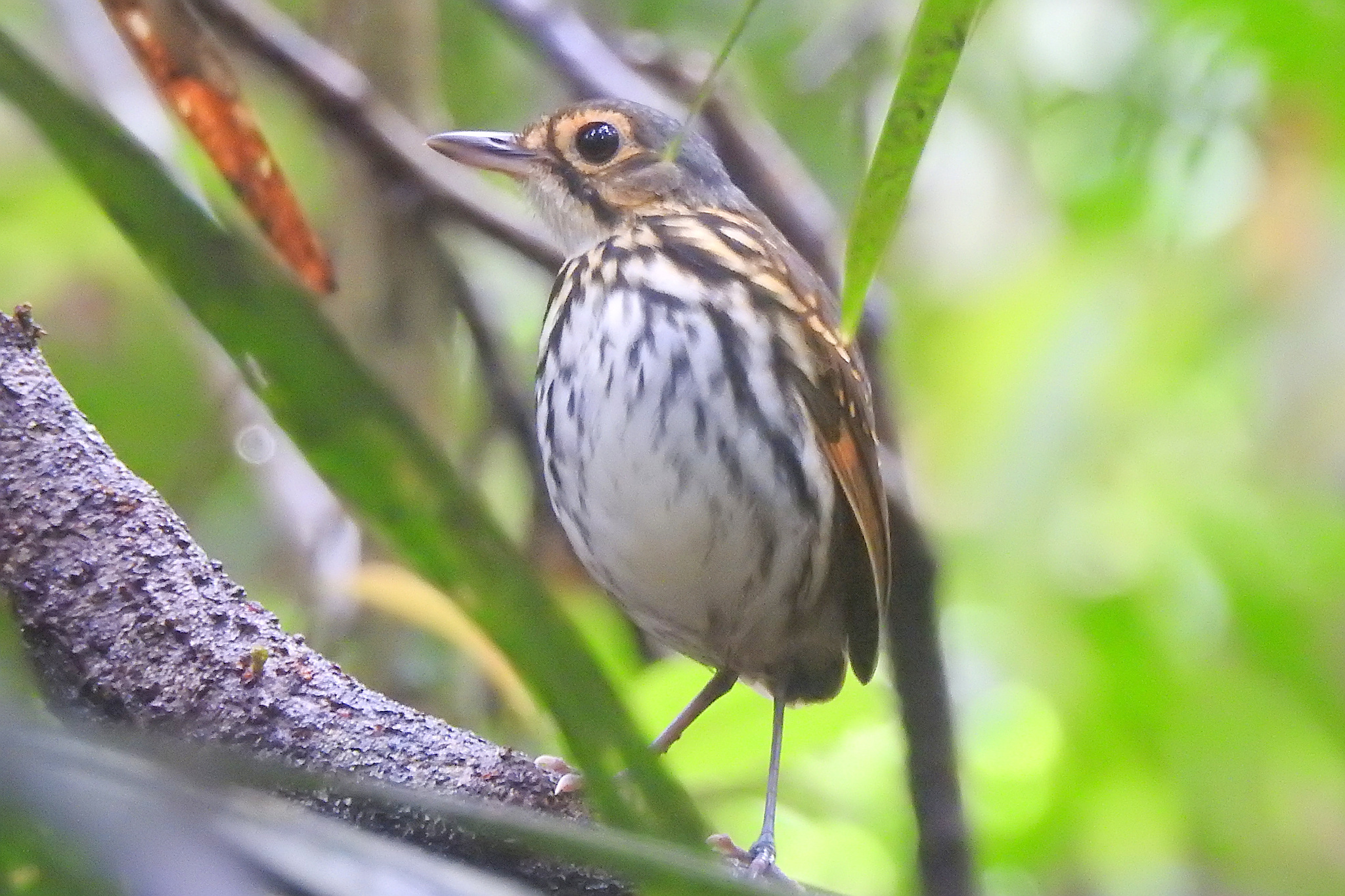 Streak-chested Antpitta (Hylopezus perspicillatus), photo 1