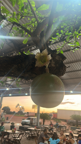 Calabash Tree