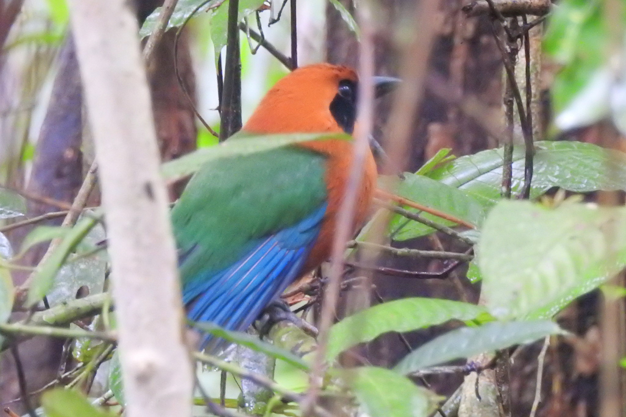 Rufous Motmot (Baryphthengus martii), photo 2