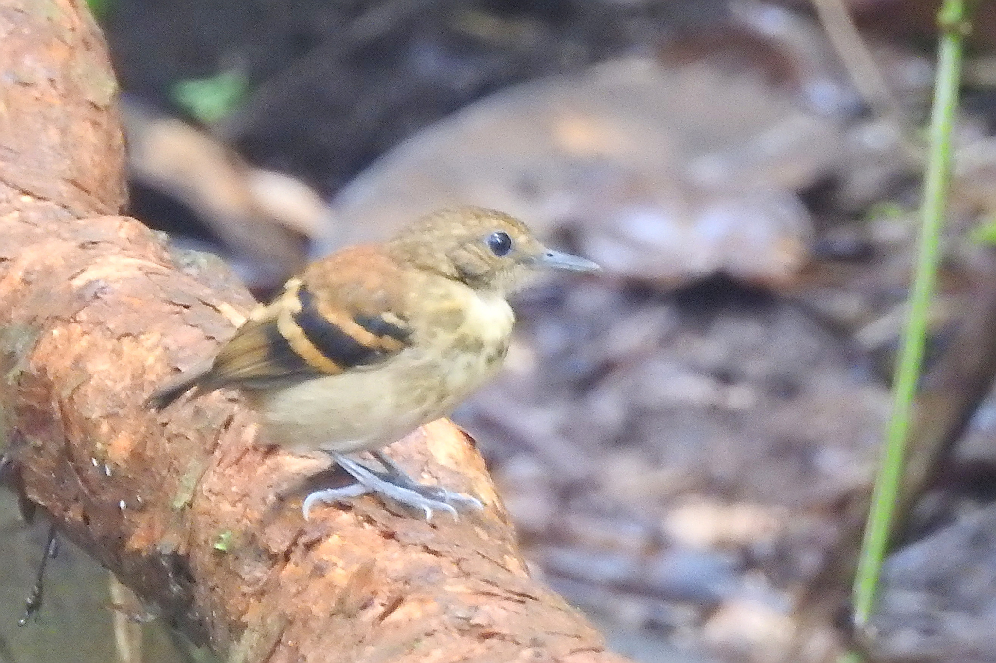 Spotted Antbird (Hylophylax naevioides), photo 6