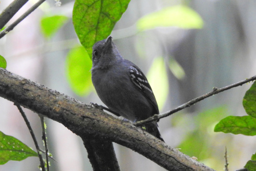 Black-crowned Antshrike (Thamnophilus atrinucha), photo 5