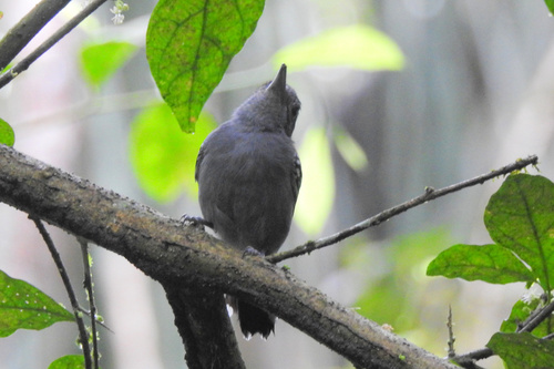 Black-crowned Antshrike (Thamnophilus atrinucha), photo 6